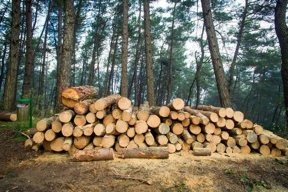 Порядок заключения с гражданами договоров  купли-продажи лесных насаждений для собственных нужд.